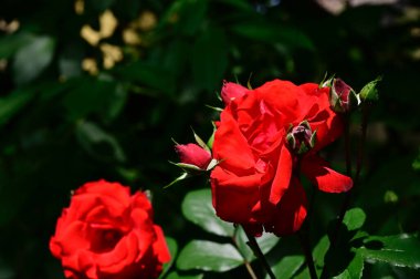 Güneşli yaz gününde bahçede büyüyen güzel güller. 