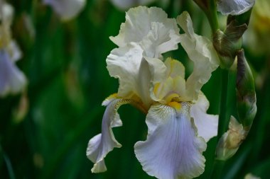 Güneşli yaz gününde bahçede büyüyen güzel irisler 