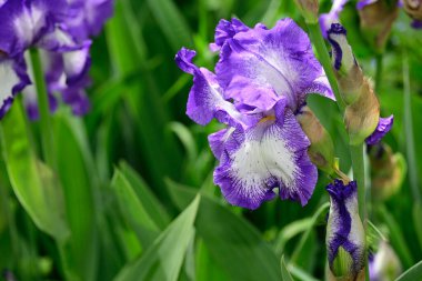Güneşli yaz gününde bahçede büyüyen güzel irisler 