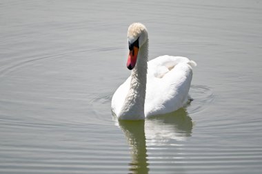 Güzel beyaz kuğu yaz günü göl yüzeyinde yüzüyor. 