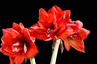 Koyu arkaplanda güzel parlak çiçekler, yaz konsepti, yakın görüş  