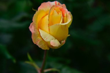 Güneşli yaz gününde bahçede büyüyen güzel bir gül. 