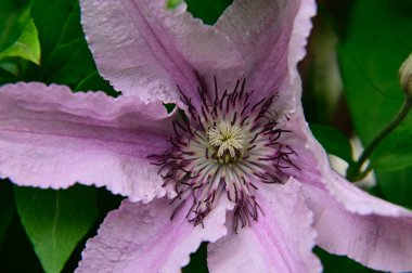 Güneşli yaz gününde bahçede büyüyen güzel Clematis. 