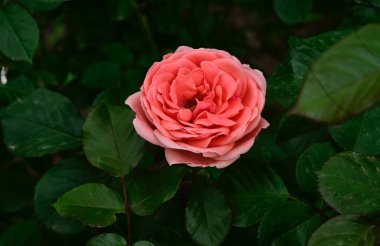 Güneşli yaz gününde bahçede büyüyen güzel bir gül. 