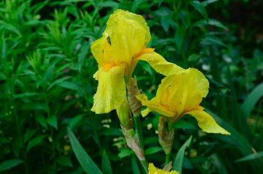 Güneşli yaz gününde bahçede büyüyen güzel irisler 