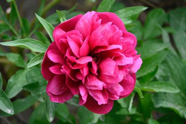 Güneşli yaz gününde bahçede büyüyen güzel bir şakayık. 