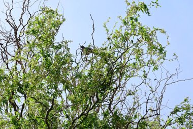 Ağaçtaki yeşil yapraklar
