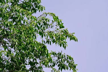 Mavi gökyüzüne karşı ağaçların güzel manzarası