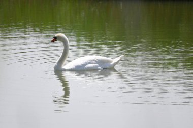 Güzel beyaz kuğu yaz günü göl yüzeyinde yüzüyor. 