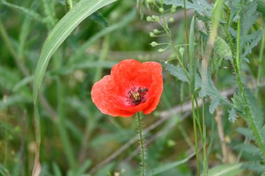 Güneşli yaz gününde çayırda yetişen güzel kırmızı gelincik çiçeği. 