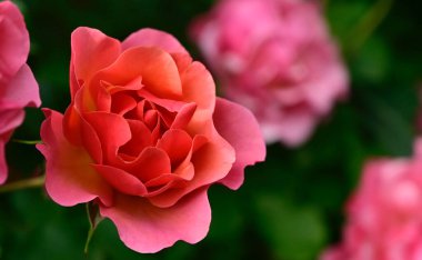 Güneşli yaz gününde bahçede büyüyen güzel güller. 