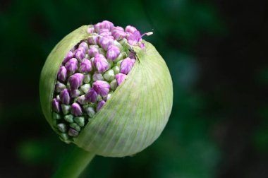 Güneşli yaz gününde bahçede yetişen güzel çiçekler. 