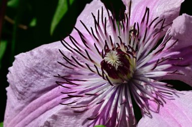 Güneşli yaz gününde bahçede büyüyen güzel Clematis. 