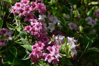 Yaz güneşli bir günde bahçedeki güzel beyaz çiçekleri dölleyen arı. 