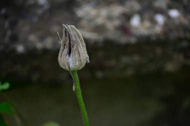 Güneşli yaz gününde bahçede yetişen güzel çiçekler. 