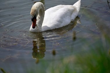 Güzel beyaz kuğu yaz günü göl yüzeyinde yüzüyor. 
