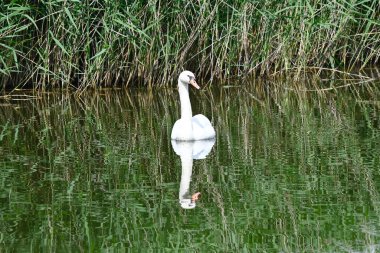 Güzel beyaz kuğu yaz günü göl yüzeyinde yüzüyor. 