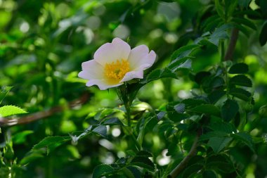 Güneşli yaz gününde bahçede yetişen güzel çiçekler. 