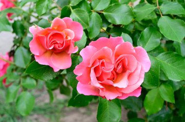 Güneşli yaz gününde bahçede büyüyen güzel güller. 