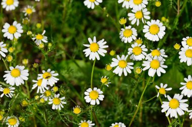 Güneşli yaz gününde bahçede büyüyen güzel papatyalar. 