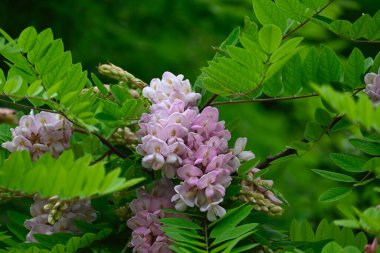 Yazın çiçek açan ağaç.