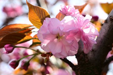 Güzel çiçekli elma ağacı dalları, yakın plan, bahar konsepti.  