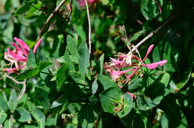 Güneşli yaz gününde bahçede yetişen güzel çiçekler. 