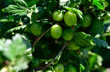 Bektaşi üzümlü çalı, yakın görüş, yaz konsepti 