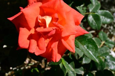 Güneşli yaz gününde bahçede büyüyen güzel bir gül. 