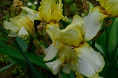 Güneşli yaz gününde bahçede büyüyen güzel irisler 