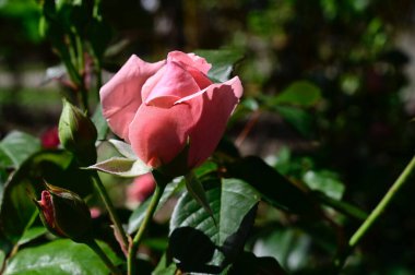 Güneşli yaz gününde bahçede büyüyen güzel bir gül. 