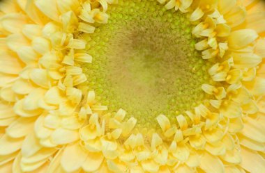 Karanlık arka planda güzel Gerbera çiçeği, yaz konsepti, yakın görüş  