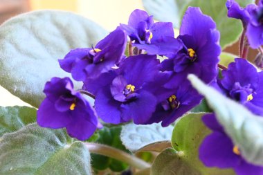 Bahçedeki güzel çiçekler