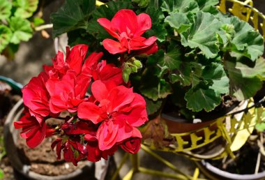 Güneşli yaz gününde bahçede yetişen güzel çiçekler. 