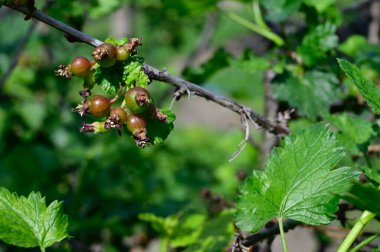 Bektaşi üzümlü çalı, yakın görüş, yaz konsepti 