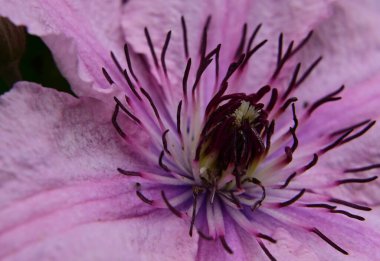 Güneşli yaz gününde bahçede büyüyen güzel Clematis. 