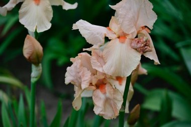 Güneşli yaz gününde bahçede büyüyen güzel irisler 