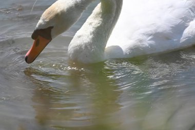 Güzel beyaz kuğu yaz günü göl yüzeyinde yüzüyor. 