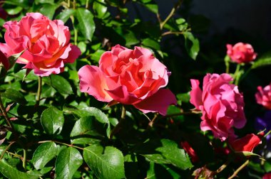 Güneşli yaz gününde bahçede büyüyen güzel güller. 