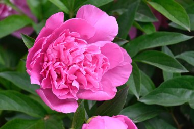 Güneşli yaz gününde bahçede büyüyen güzel şakayıklar. 