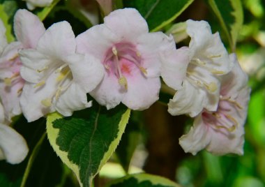 Bahçede yetişen güzel çiçekler