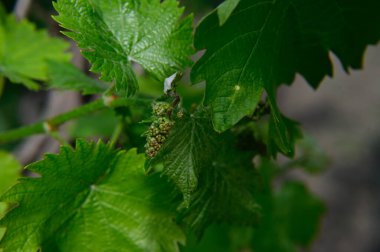 Bahçedeki yeşil bitki yapraklarını kapatın.