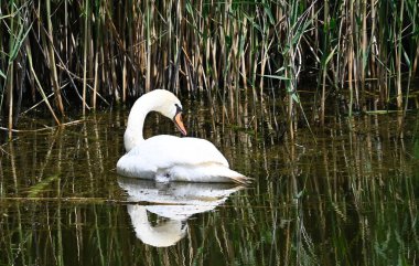 Güzel beyaz kuğu yaz günü göl yüzeyinde yüzüyor. 