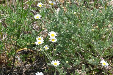 Güneşli yaz gününde bahçede yetişen güzel çiçekler. 