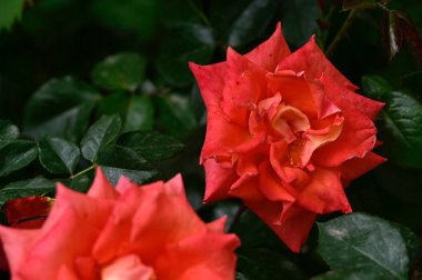 Güneşli yaz gününde bahçede büyüyen güzel güller. 