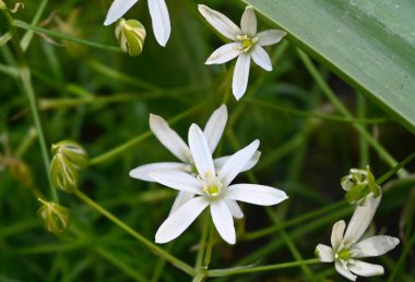 Bahçedeki güzel çiçekler