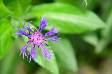 Güneşli yaz gününde bahçede yetişen güzel çiçekler. 