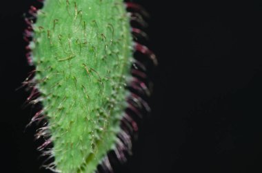 Koyu arkaplanda güzel bir çiçek, yaz konsepti, yakın görüş  
