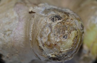 taze zencefil kökü, yakın görüş