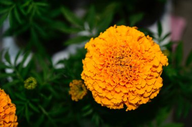 Güneşli yaz gününde bahçede büyüyen güzel kasımpatılar. 